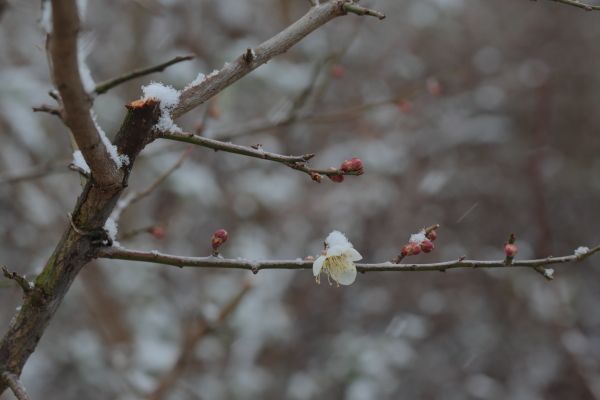 雪になったよ