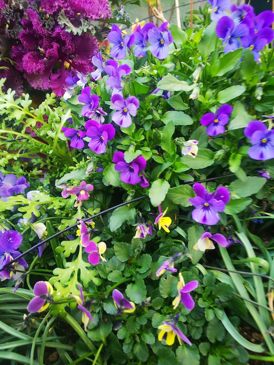 寄せ植え花壇の花