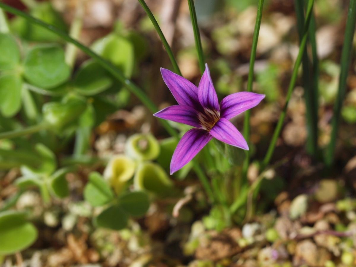 紫の花