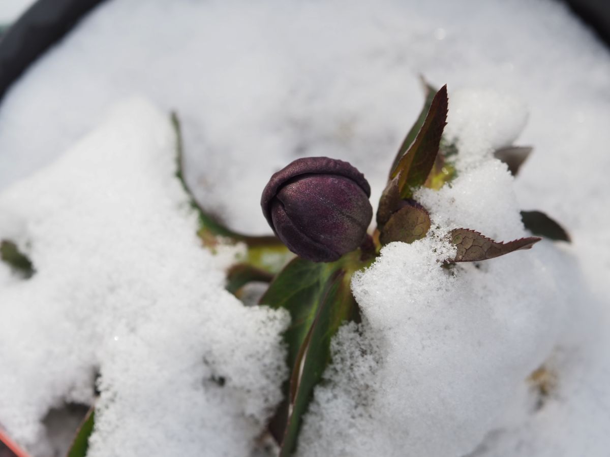 雪を割る