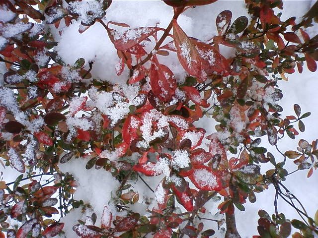 またまた雪国に・・・・