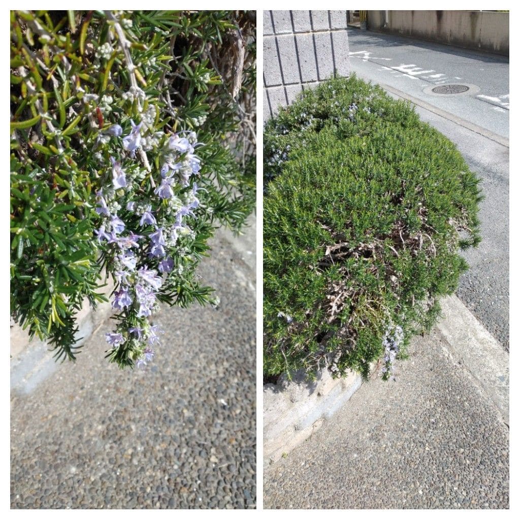 散歩道で見かけた植物！