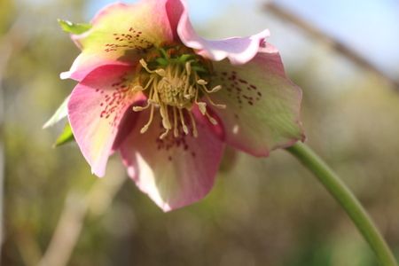 種まき苗にお花が(^^♪