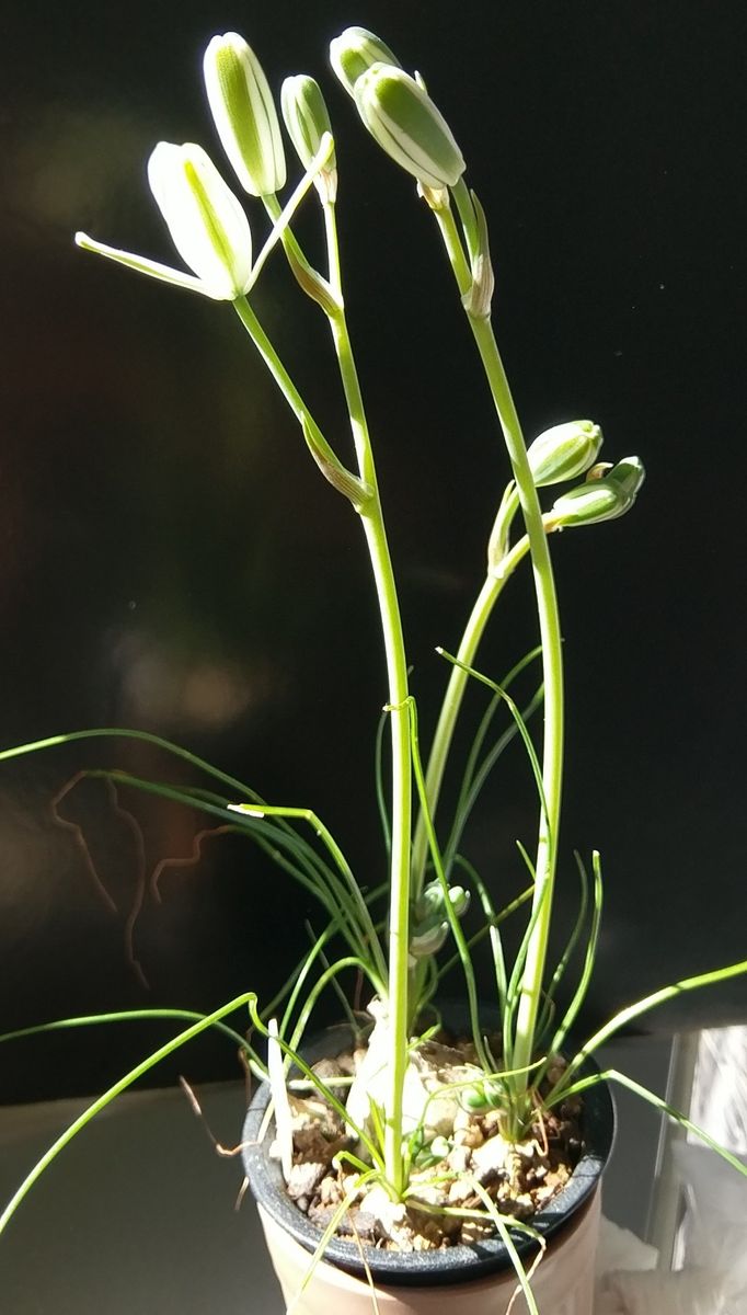 アルブカ・ネルソニー初開花