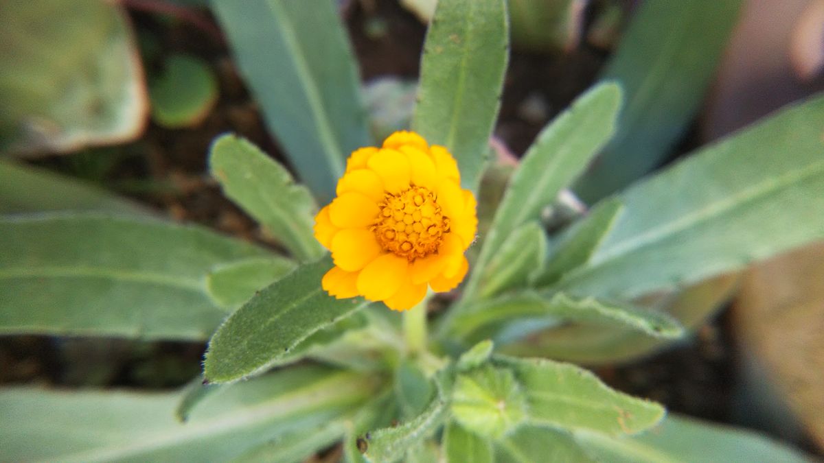 フユシラズの開花時間