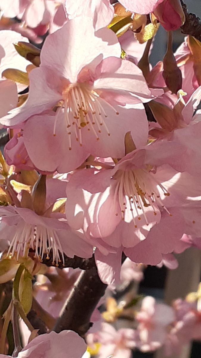 ふくおかルーバルガーデン5～春の🌸🎎庭たより…満開の河津桜春風にゆらゆら❗