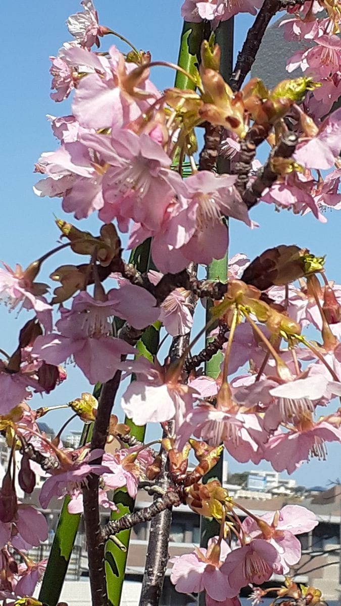 ふくおかルーバルガーデン5～春の🌸🎎庭たより…満開の河津桜春風にゆらゆら❗