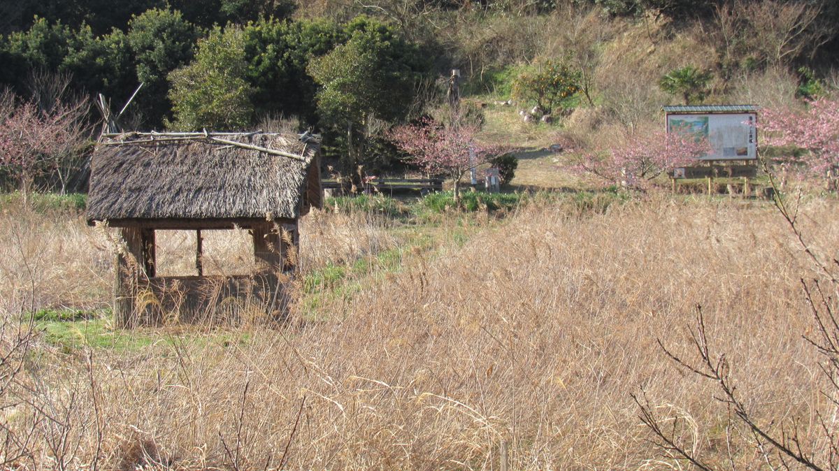 河津桜の咲く風景