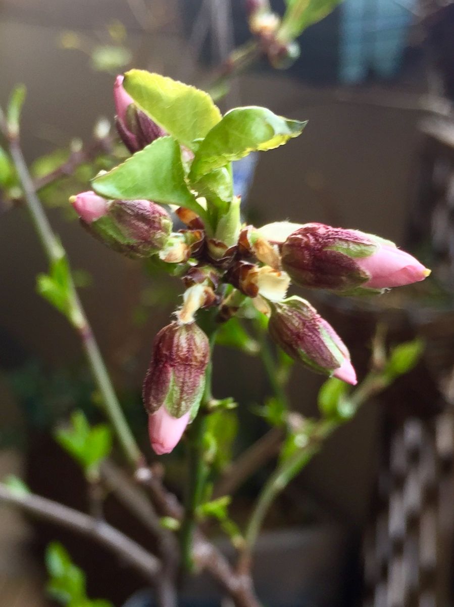 じゃが芋出来るかな〜