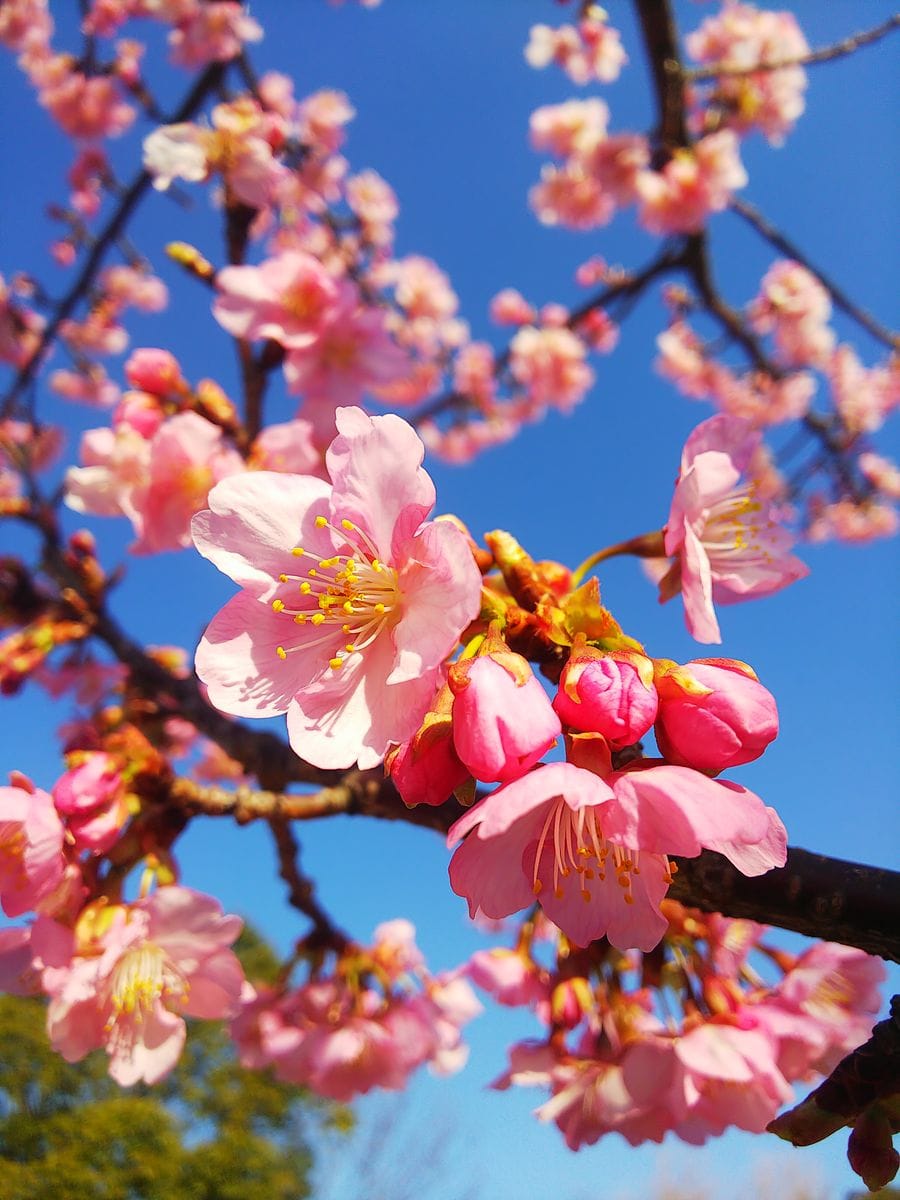 満開の河津桜🌸