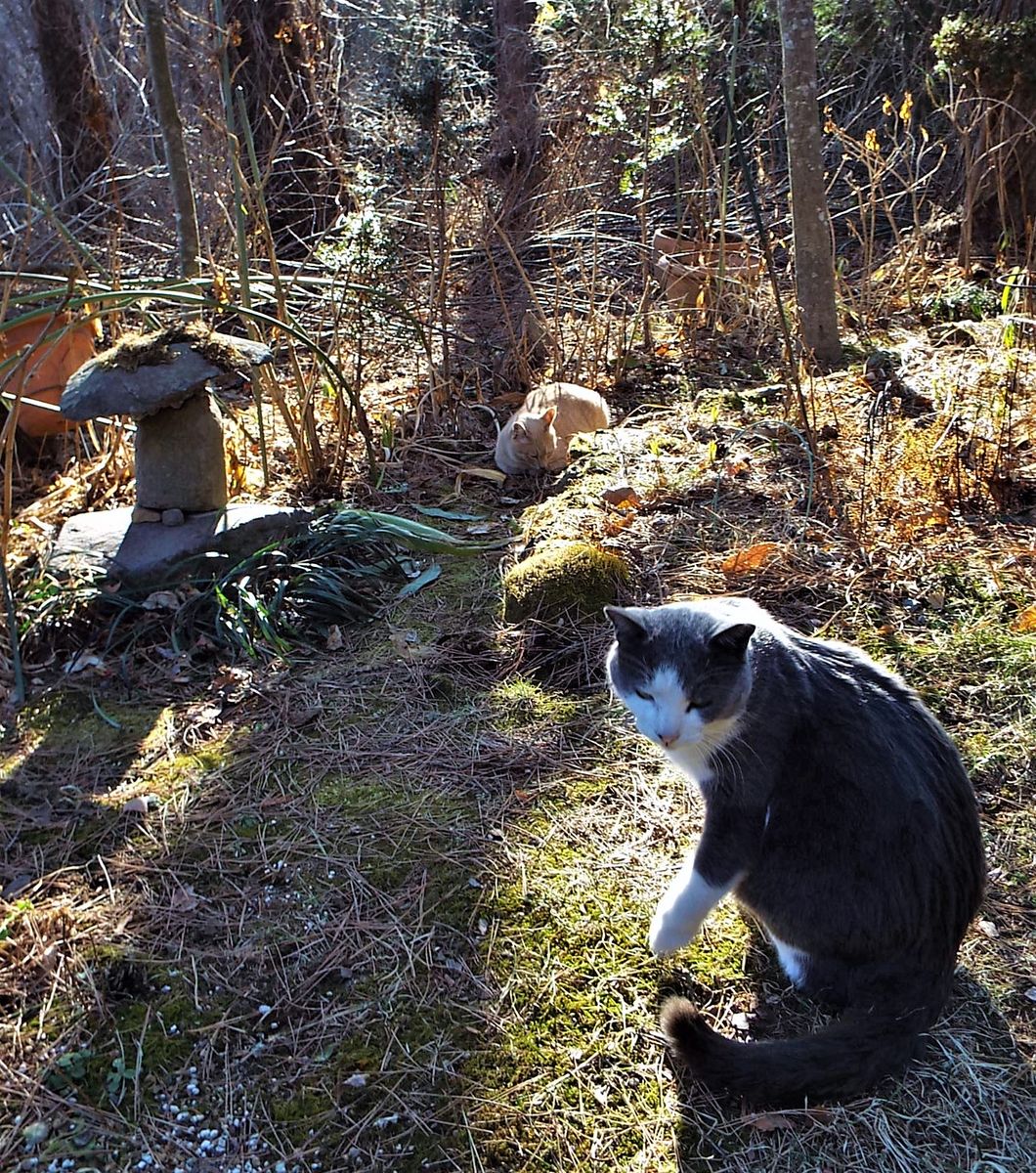 キラキラの猫写真