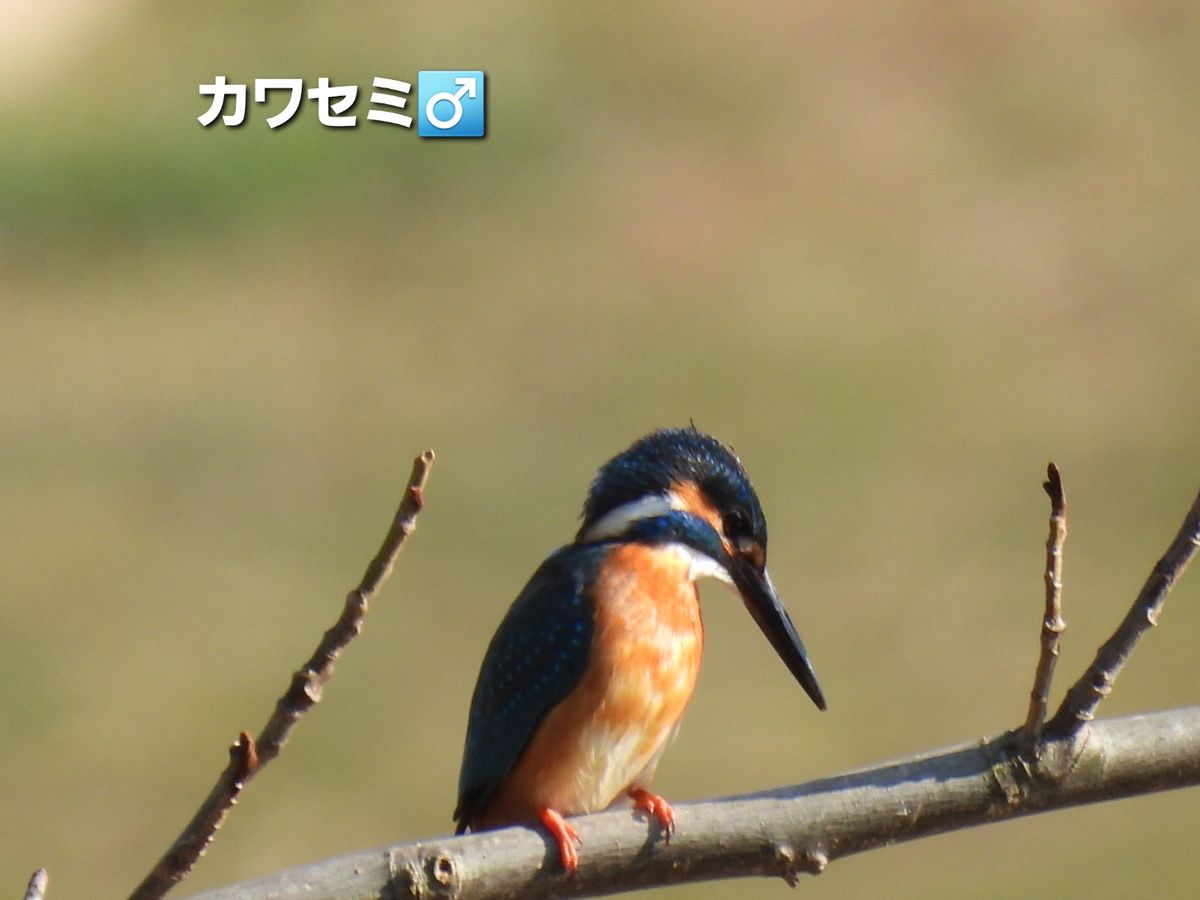 野鳥観察下編(以下同文)