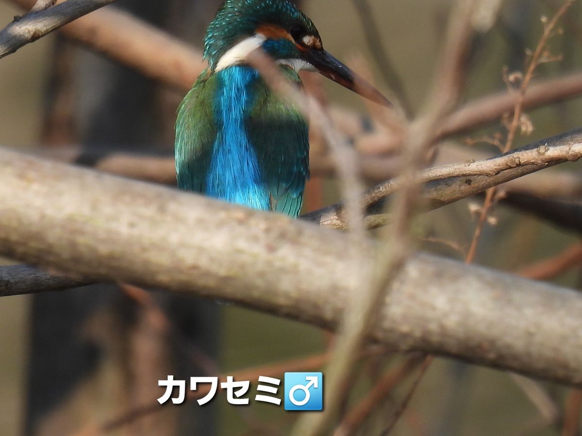 野鳥観察下編(以下同文)