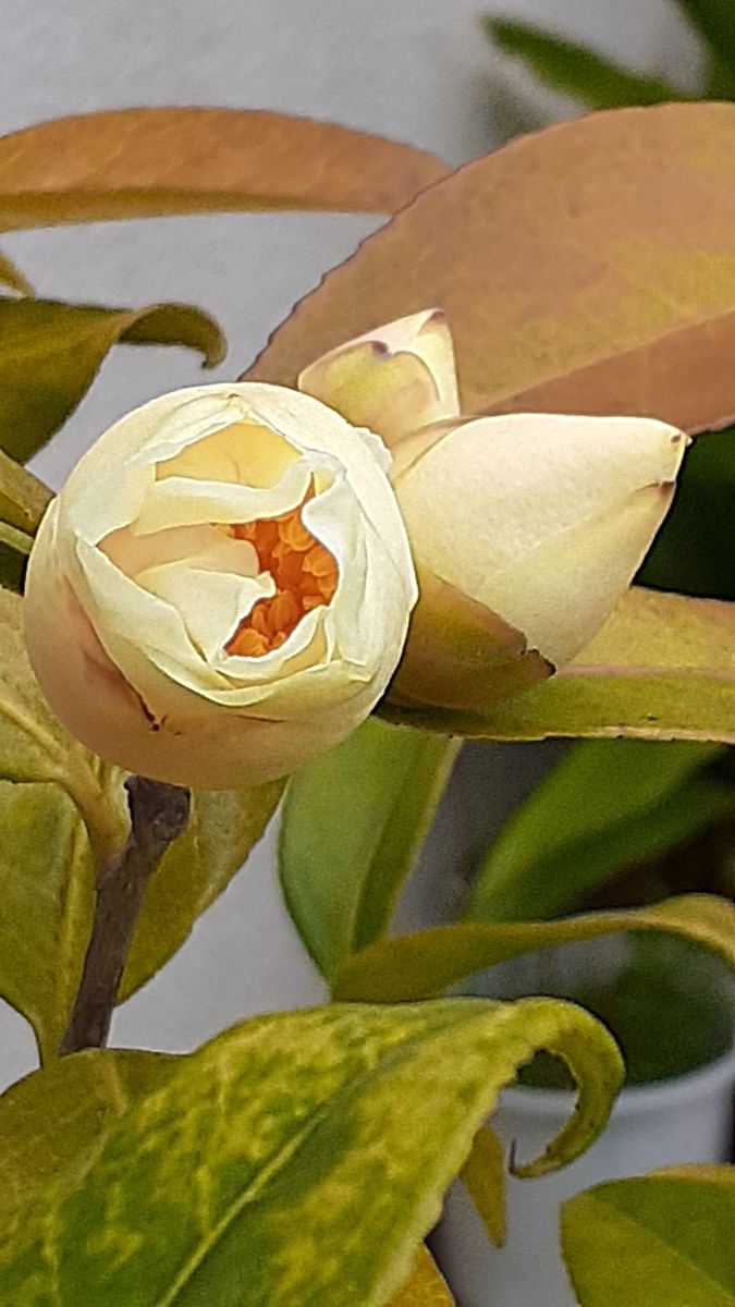 ふくおかルーバルガーデン2～春の🌸🎎庭たより…春風が庭の息吹きを優しく包みます🌸