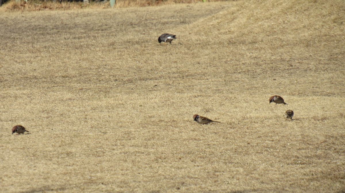 ムクドリとスズメ