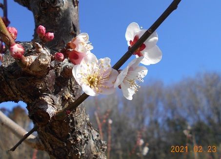 今日は、風が強い。