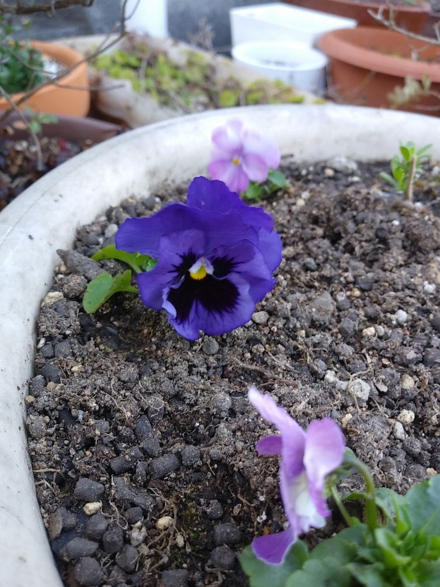 可愛い種まきっ子ビオラです⑨花壇の水仙満開です😌💓