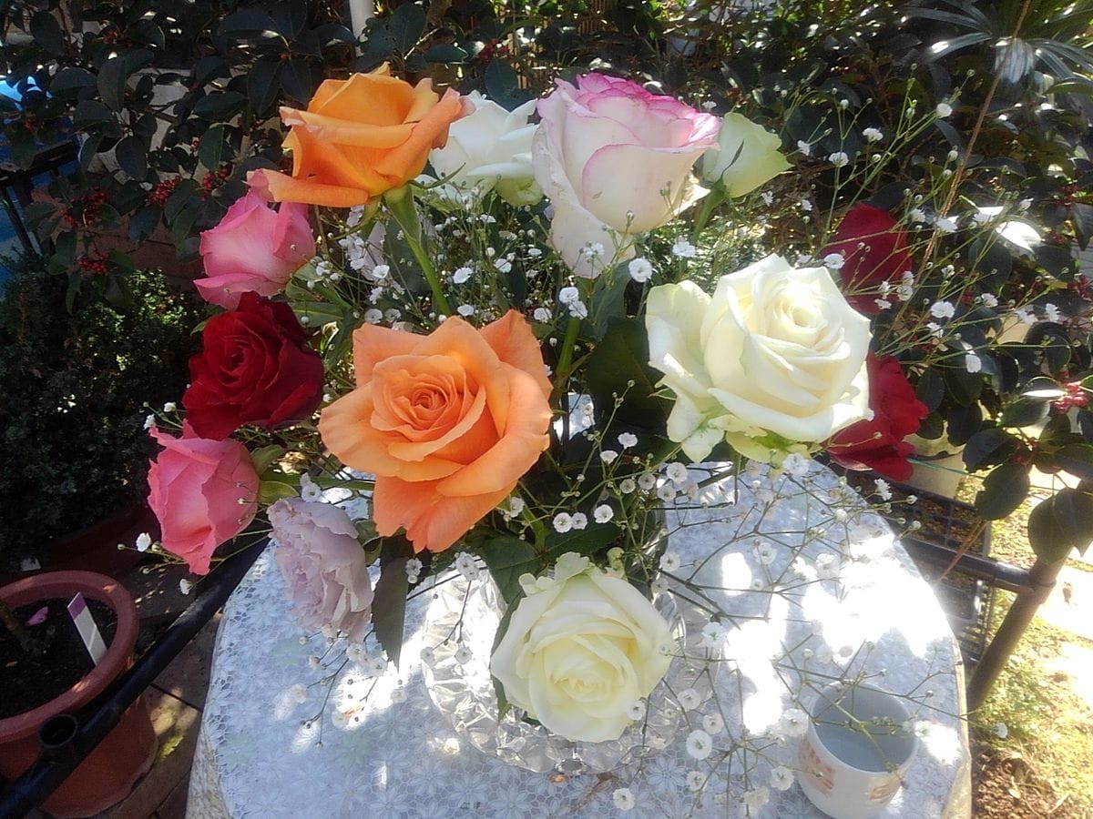 Grandpa&#039;s rose garden！　　February24....