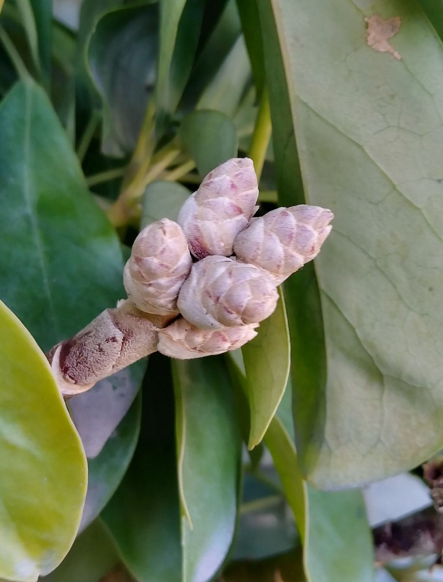 Schefflera arboricola