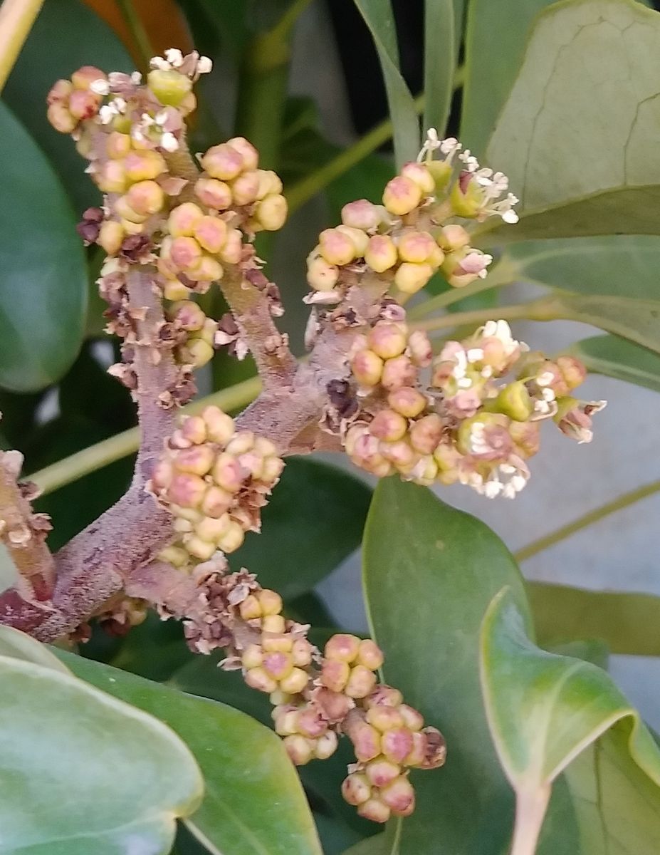 Schefflera arboricola