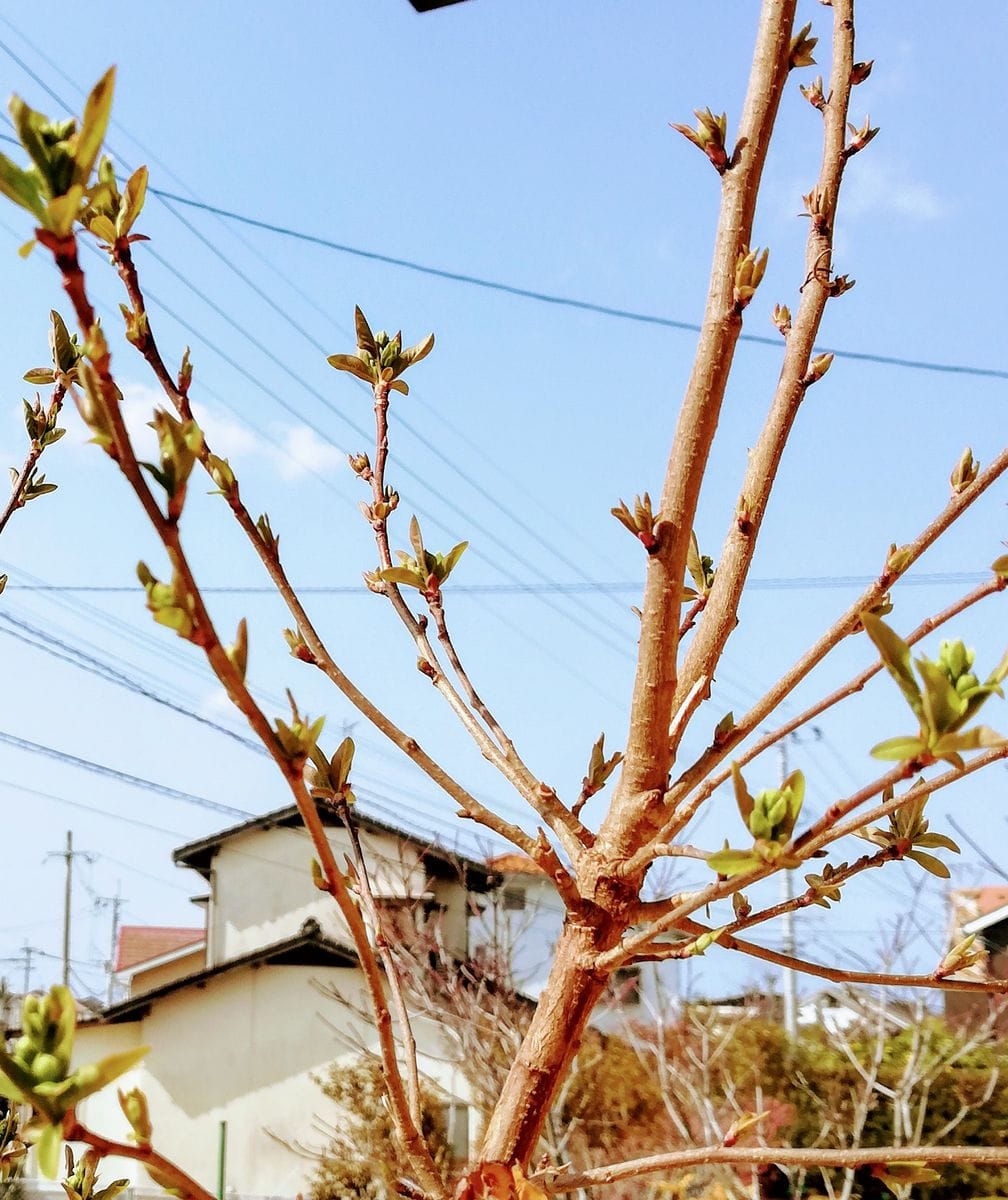 春の芽吹き。利休梅。琵琶。さくらんぼ🍒。