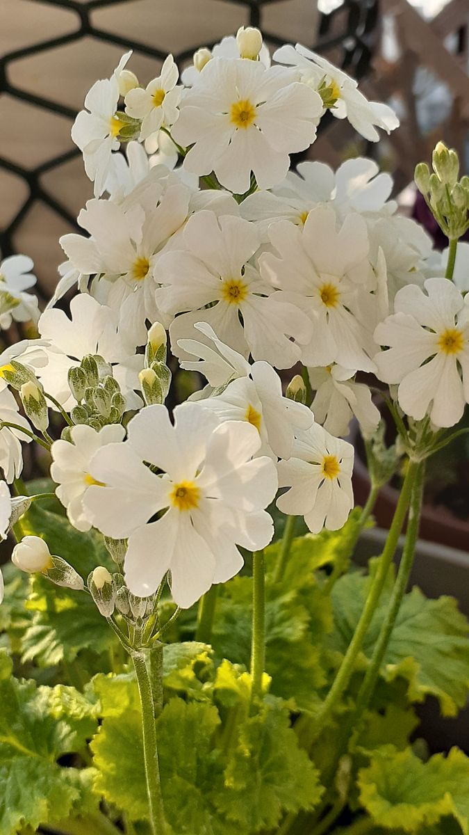 ふくおかルーバルガーデン5～春の🌸🎎庭たより…桜草、雪柳、白い小さな花🌸