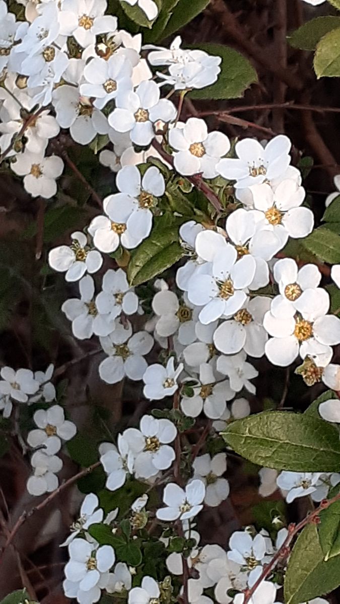 ふくおかルーバルガーデン5～春の🌸🎎庭たより…桜草、雪柳、白い小さな花🌸