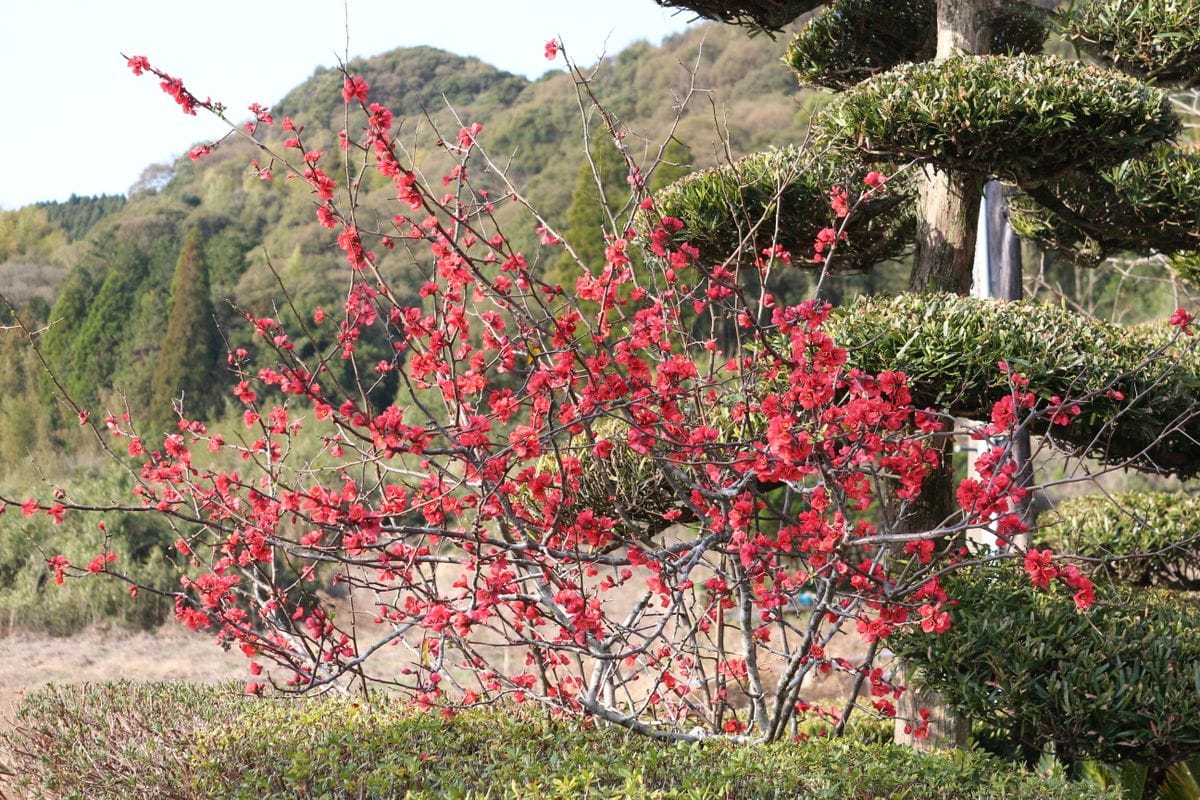 ボケの花