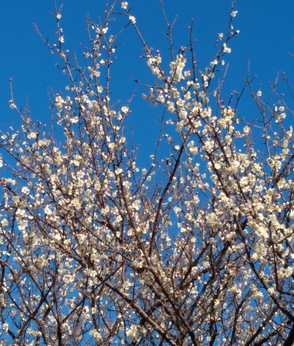 梅の花　別名(春告草)