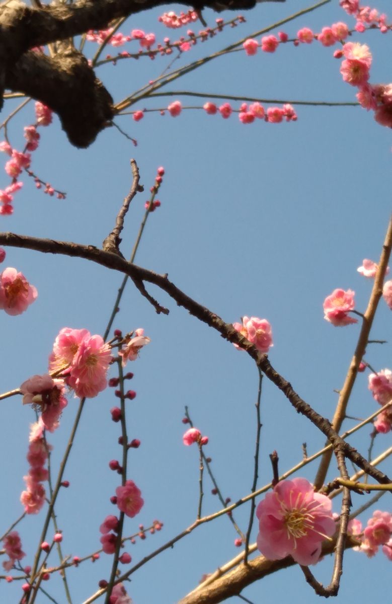 梅の花　別名(春告草)