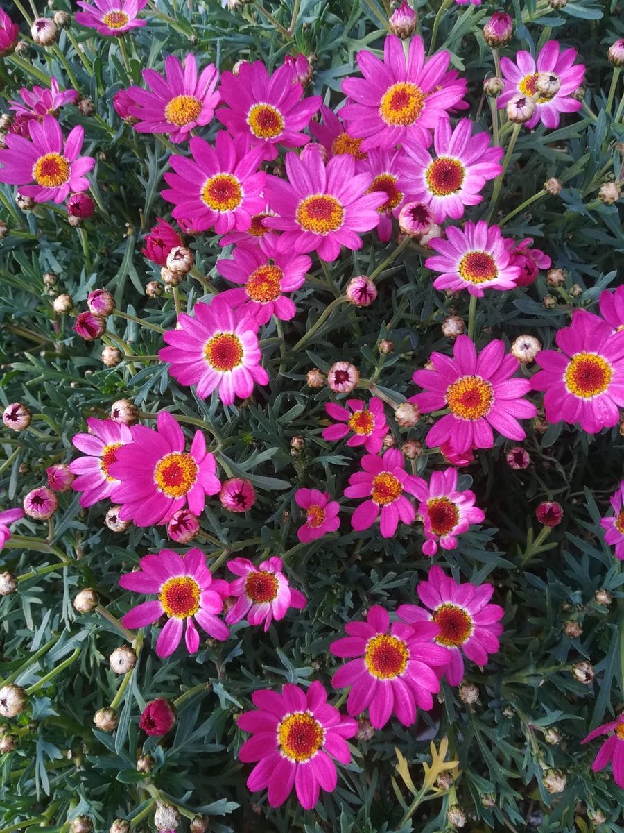 我が家の花❇️今日の様子