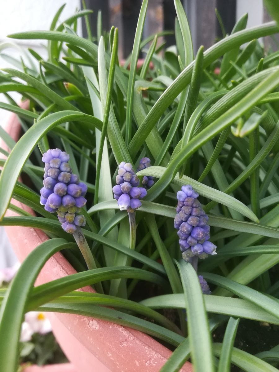 我が家の花❇️今日の様子