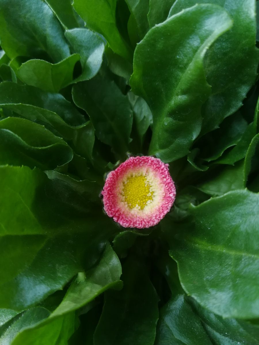 我が家の花❇️今日の様子