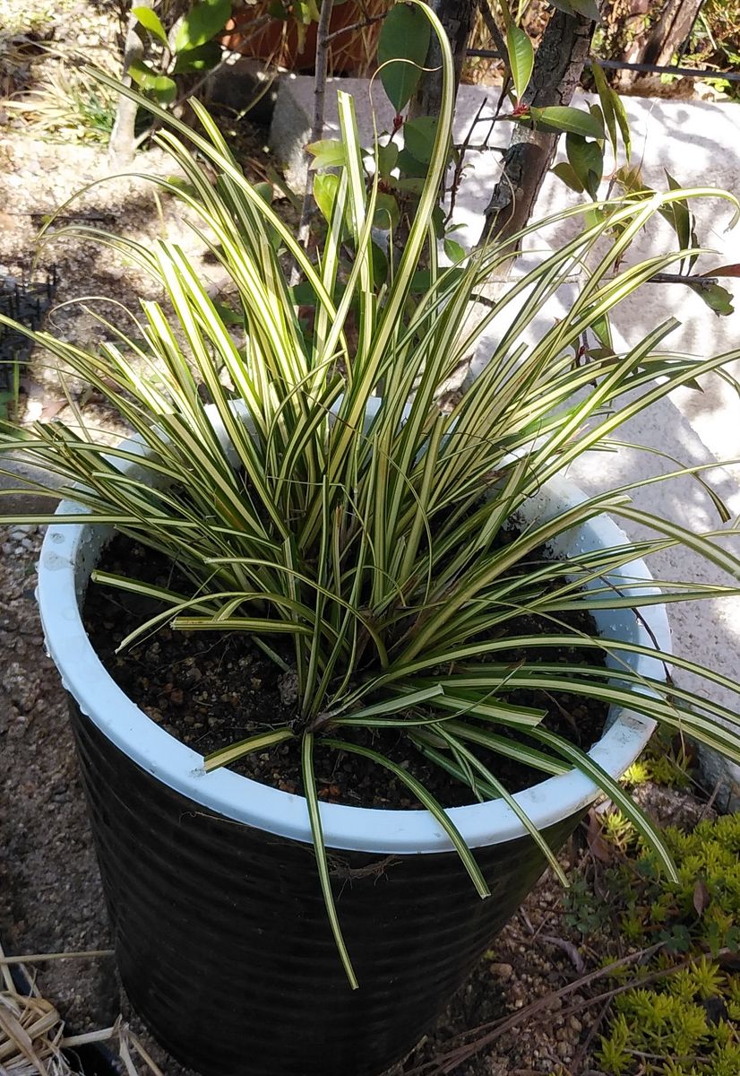 ベアグラスの植え替え