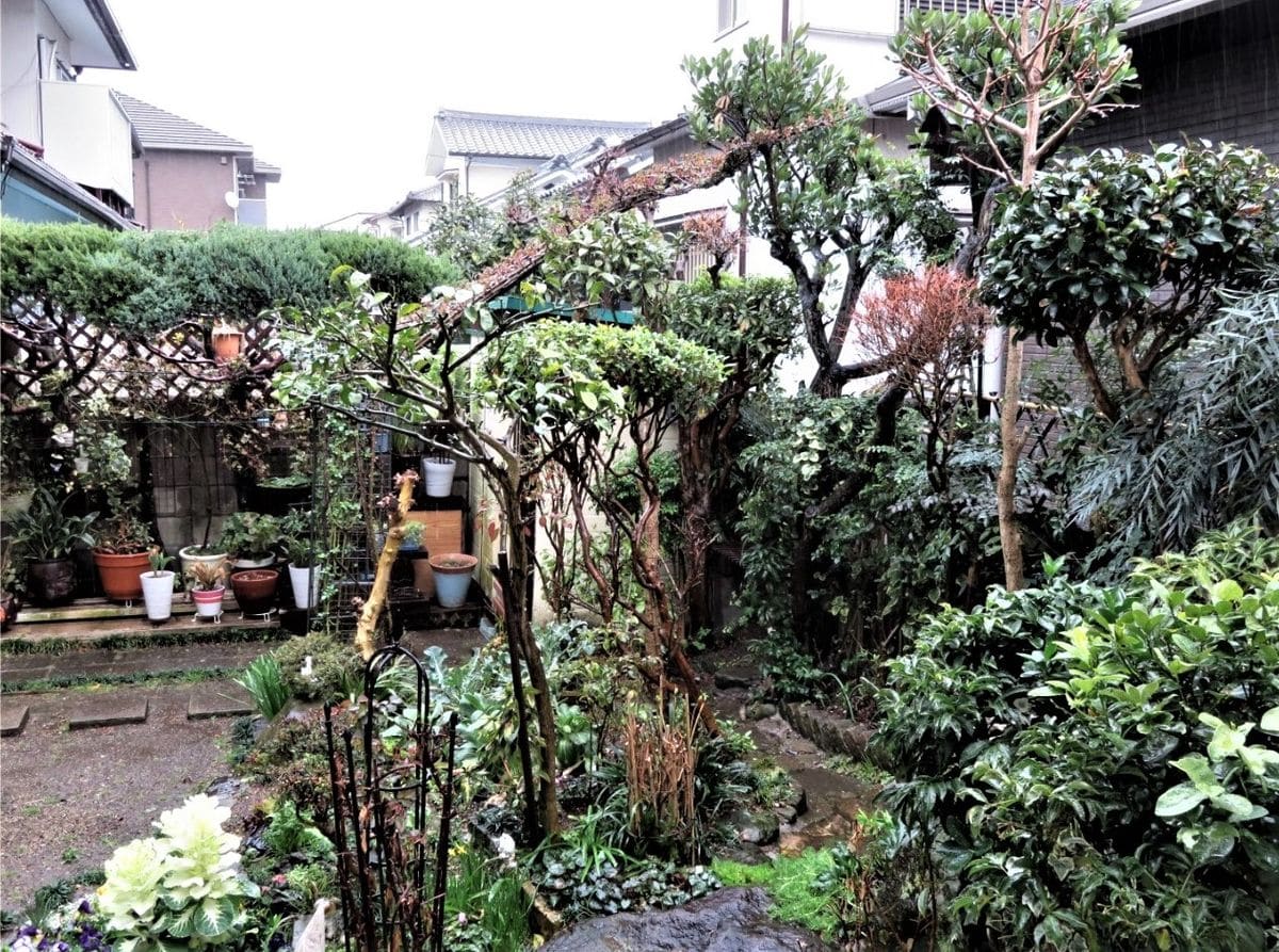 ☔雨降る日の花壇