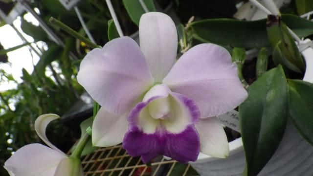 C.Mini Purple v. coerulea 'Blue Sky' BM/JOGA