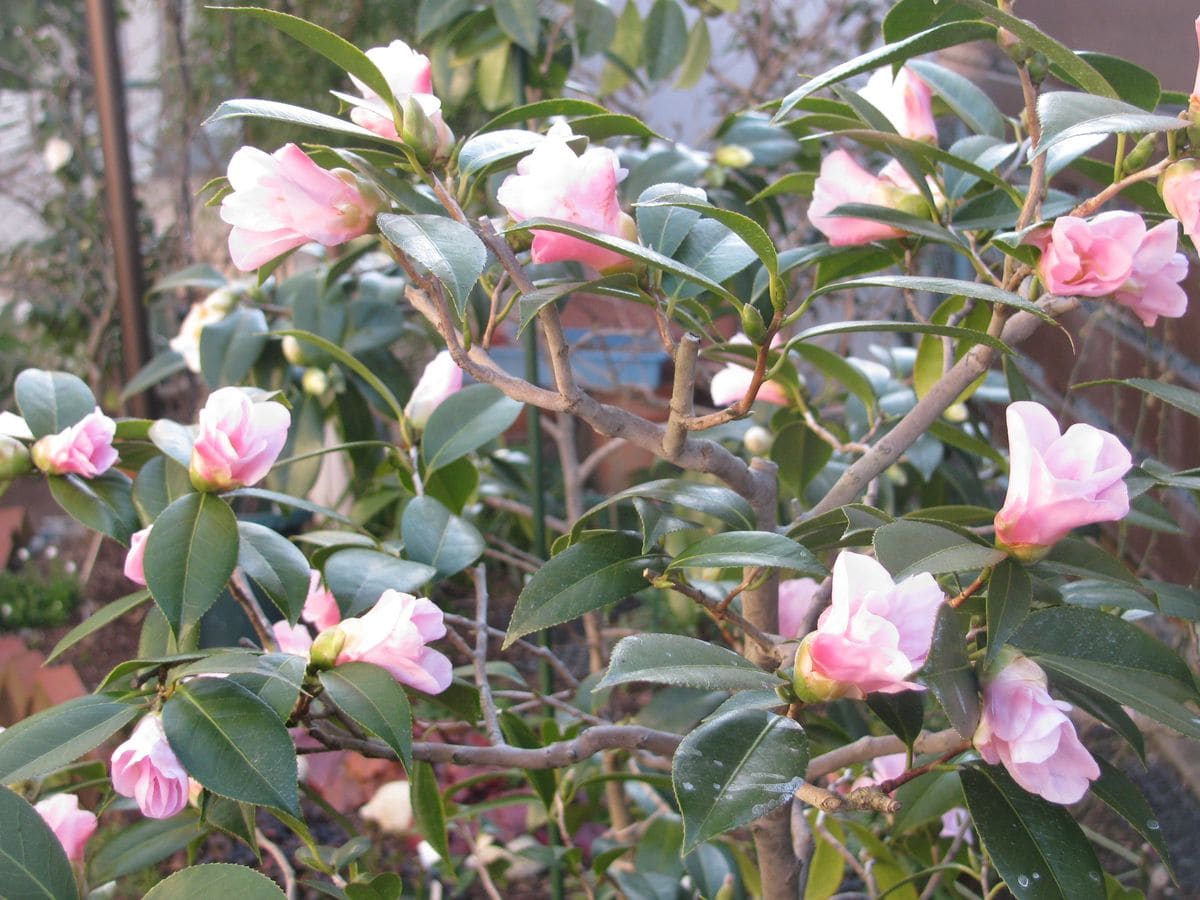 小さな　小さな　お花