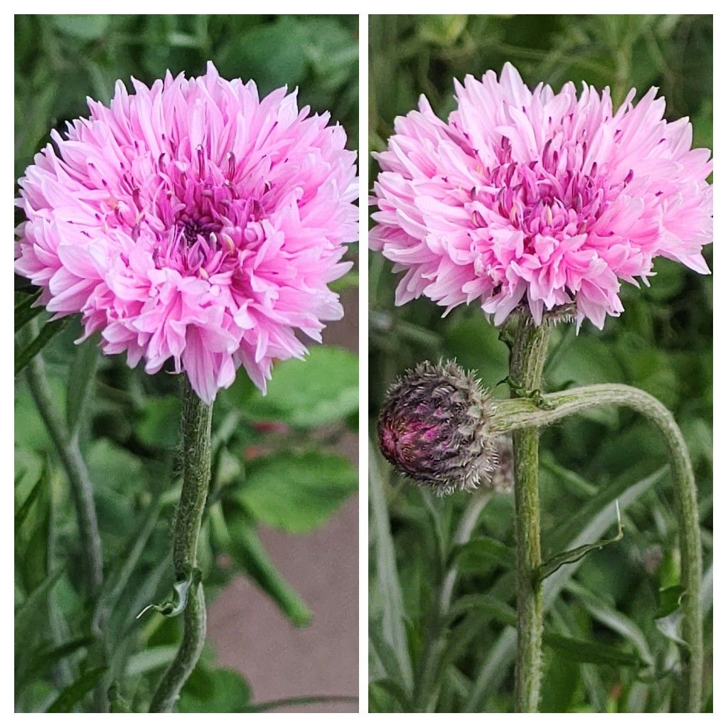 今日も桃色、矢車菊。