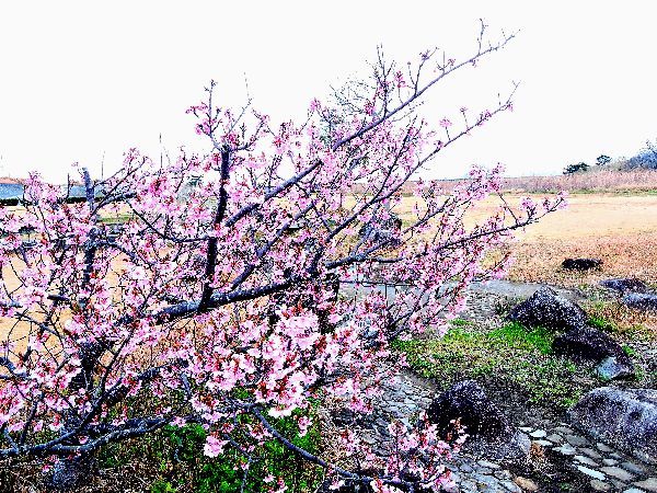 河津桜