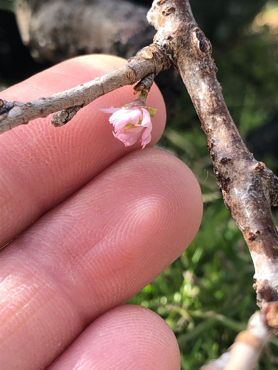 ボケと桜と