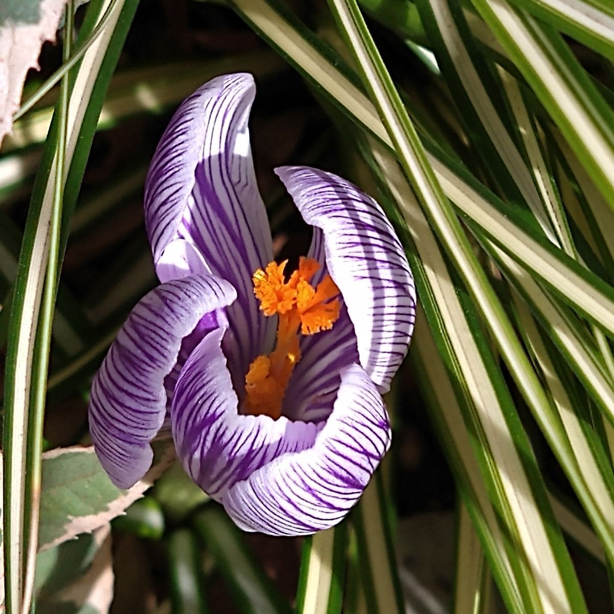 きょうの開花