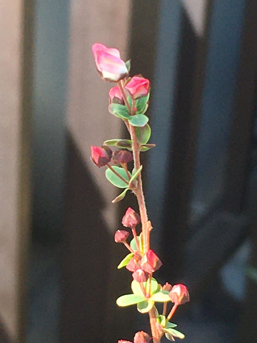 おっしゃれーなスワッグ💐