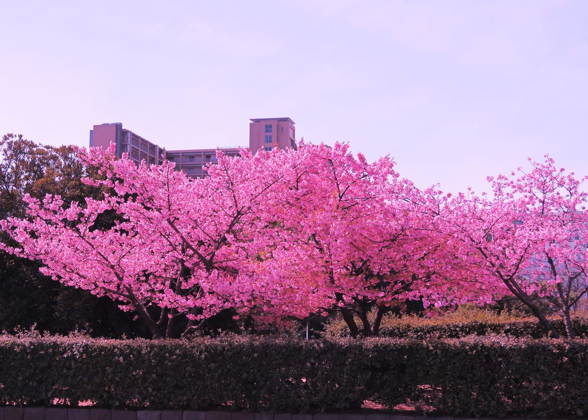 冬晴れを、桜見上げて、ムズムズと～