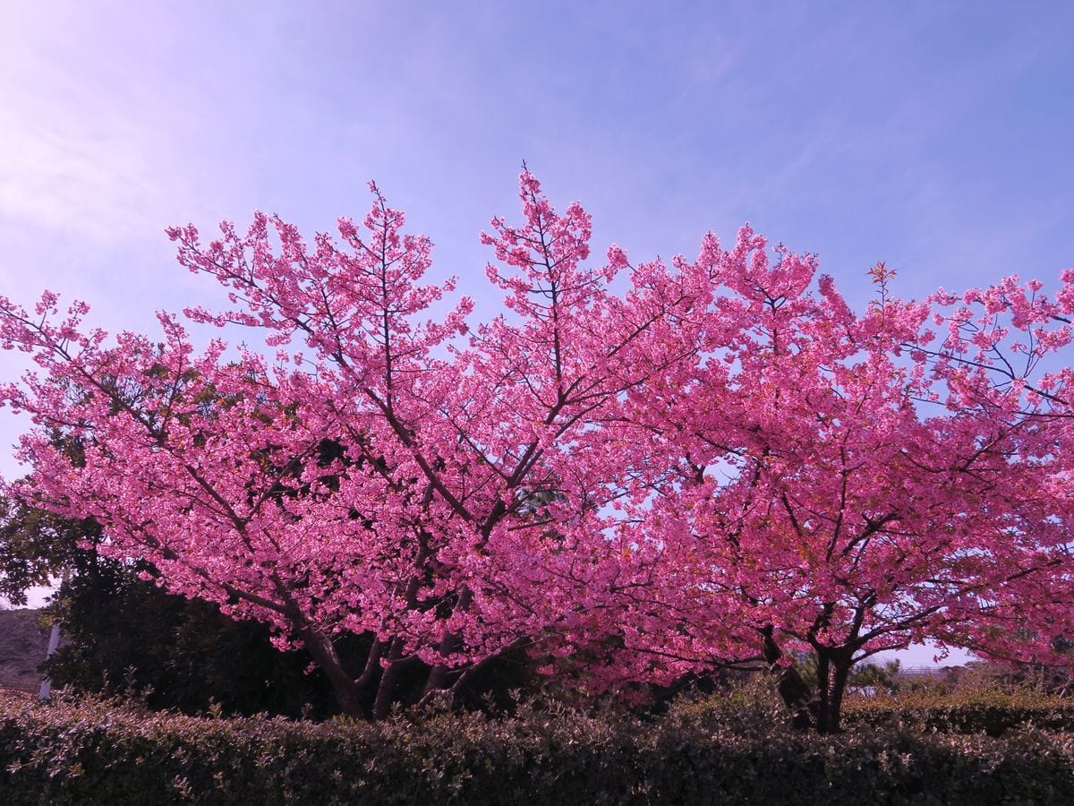 冬晴れを、桜見上げて、ムズムズと～