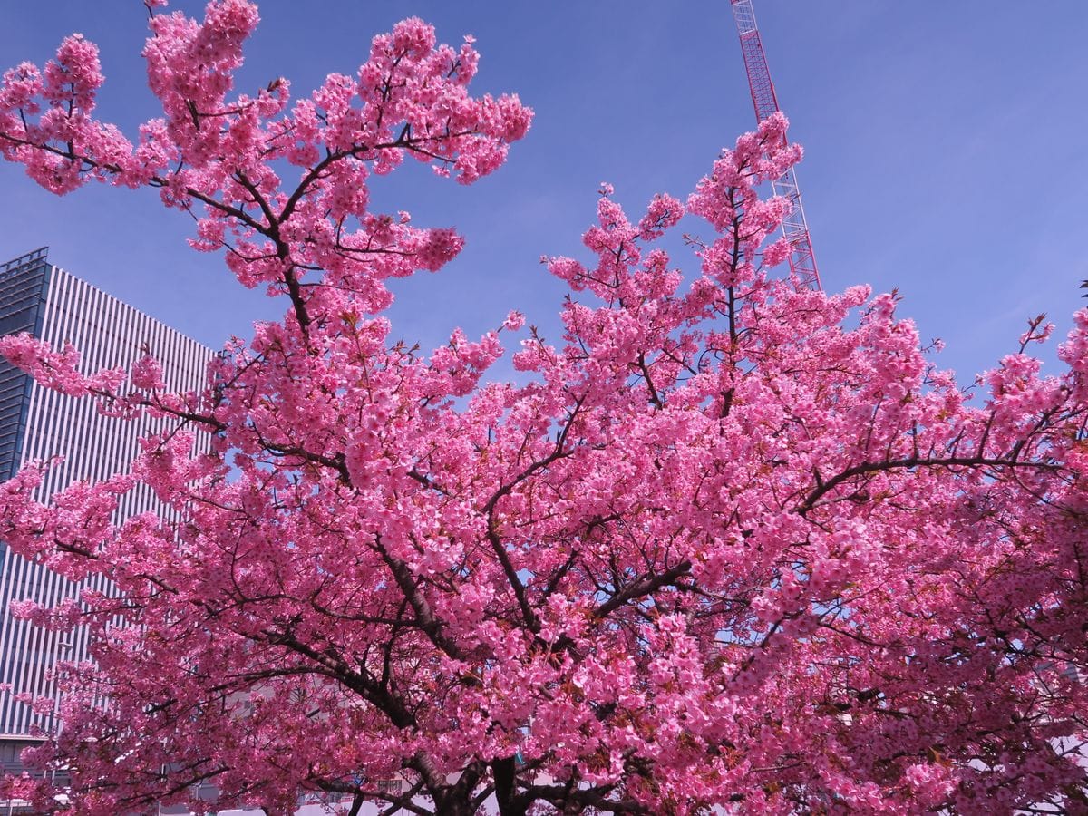 冬晴れを、桜見上げて、ムズムズと～