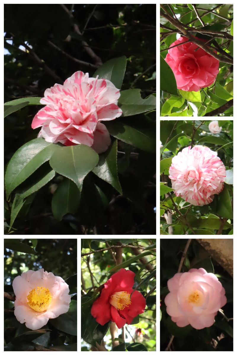 植物園から〜春〜①椿と桜