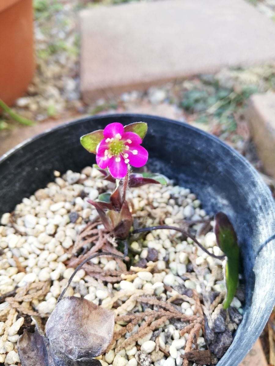 雪割草🌸