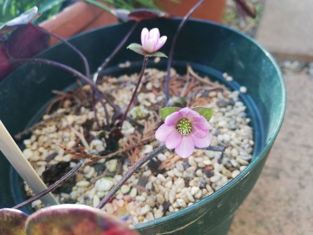 雪割草🌸