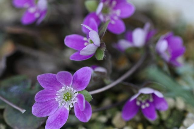 咲いてるよ🌺