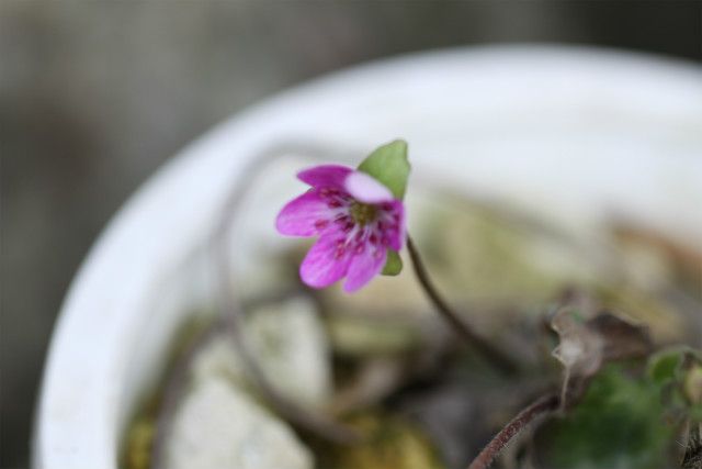 咲いてるよ🌺